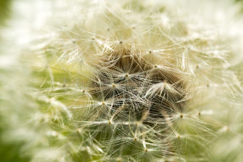 Dandelion ziarna w zakończeniu up obraz stock Dandelion ziarna w zakończeniu up obraz stock