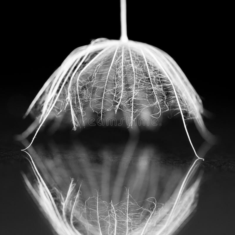 Dandelion ziarno z szczegółami i reflexion na czerni fotografia royalty free Dandelion ziarno z szczegółami i reflexion na czerni fotografia royalty free