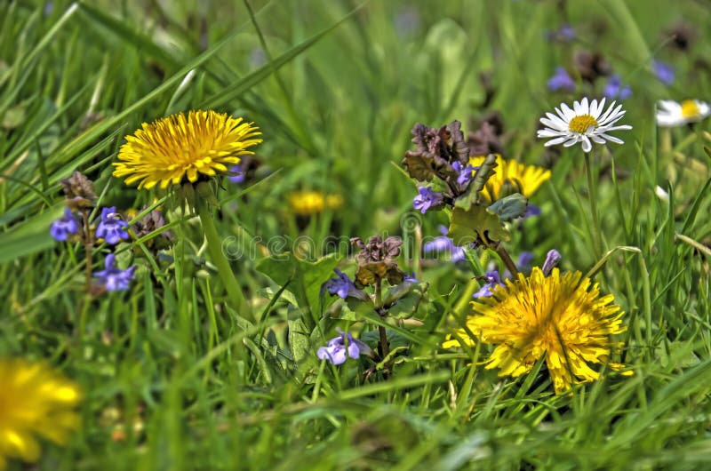 Dandelion, zmielony bluszcz i stokrotki obrazy stock