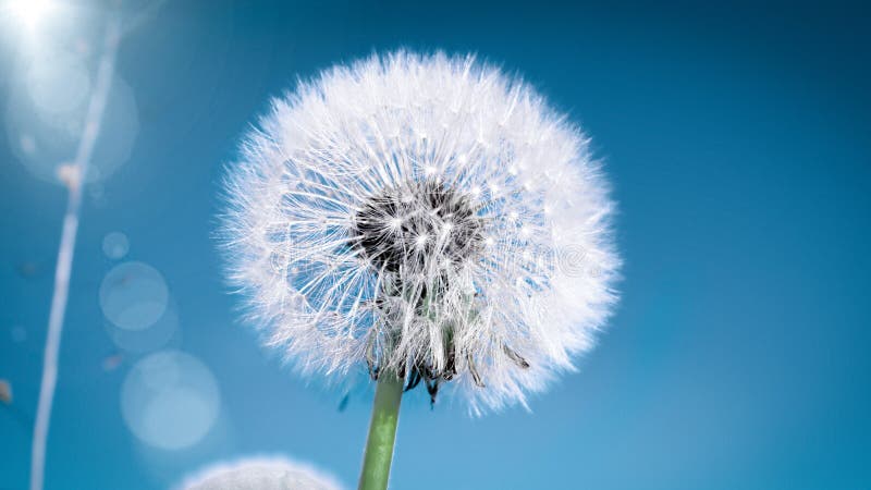 Dandelionblomning arkivbild