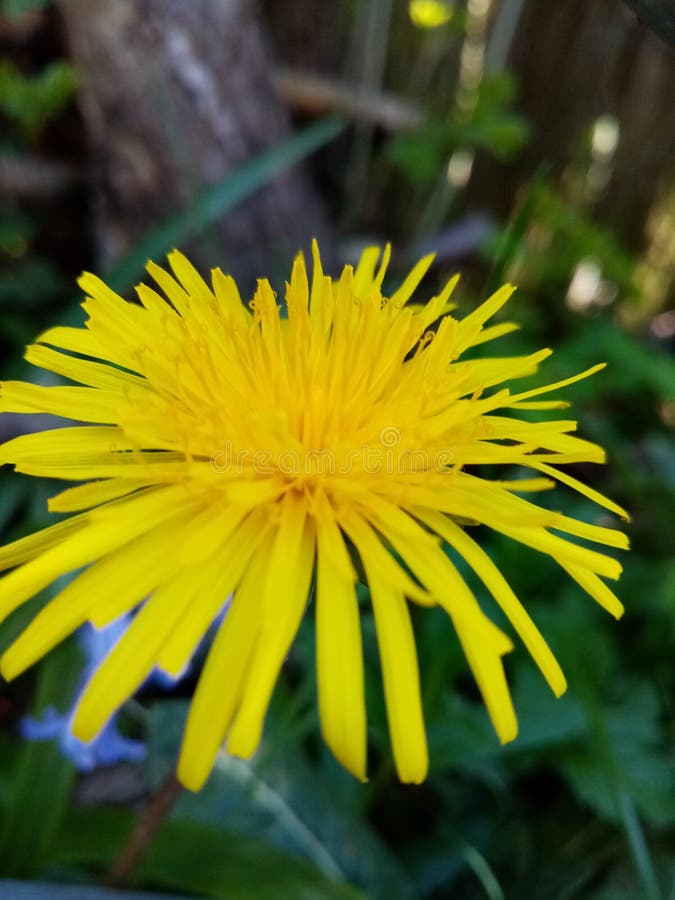 Dandelionblomning fotografering för bildbyråer
