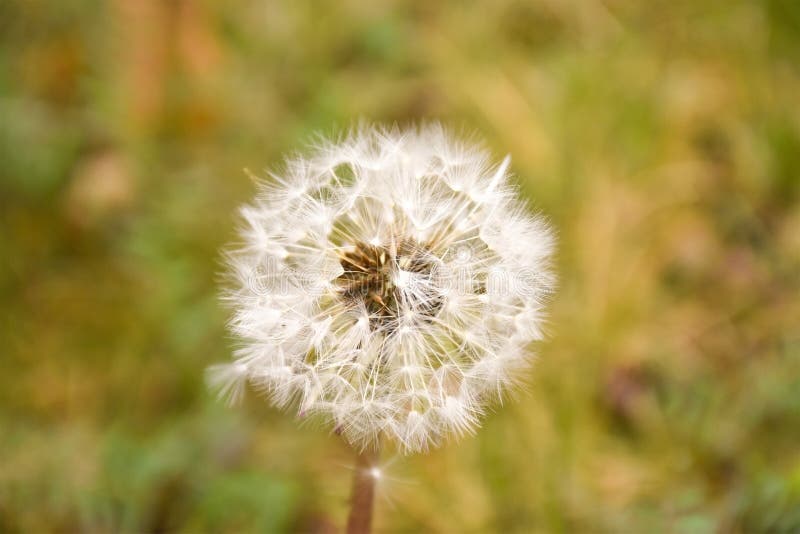 Dandelionblåsande ängskugga i bohemi. arkivfoto