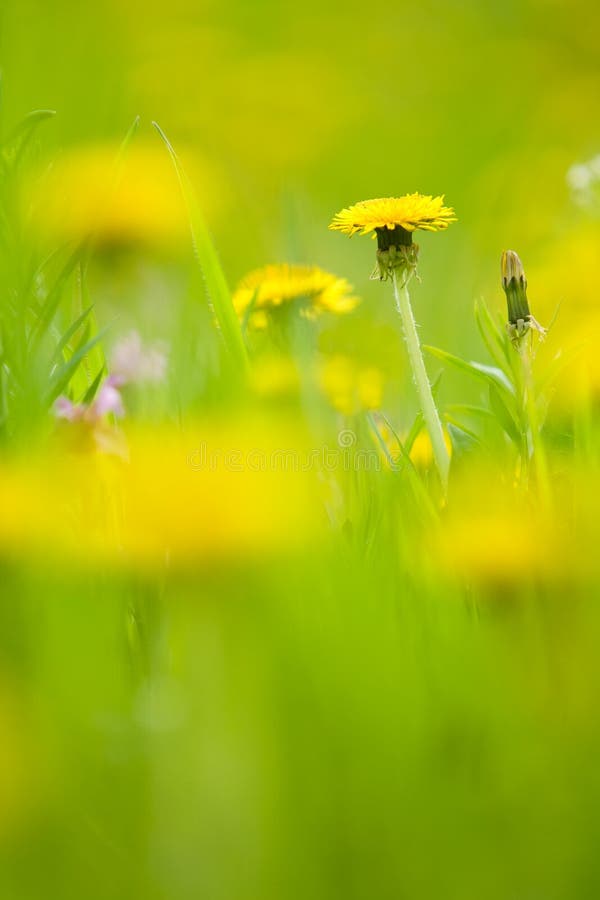 Dandelions