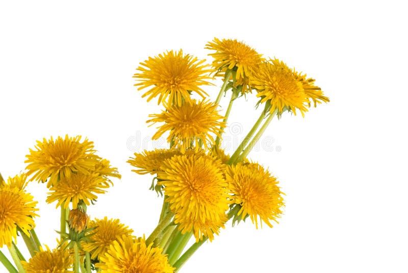 Dandelions