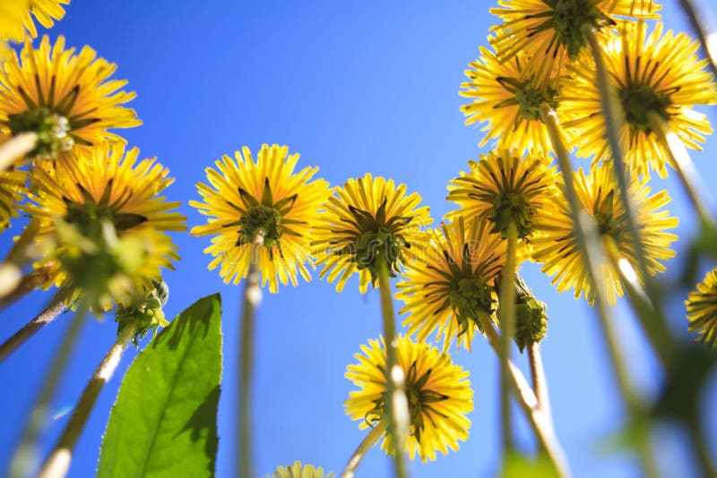 Dandelions