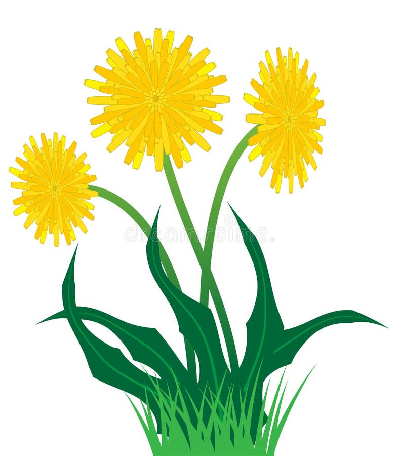 Dandelions stock illustration. Illustration of yellow - 24144365