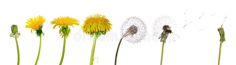 Dandelions from the begining to senility