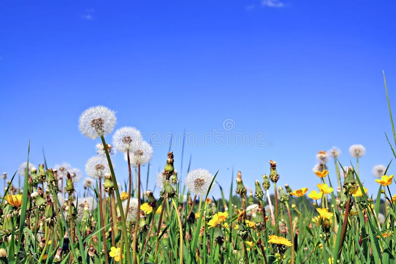 Dandelions on field