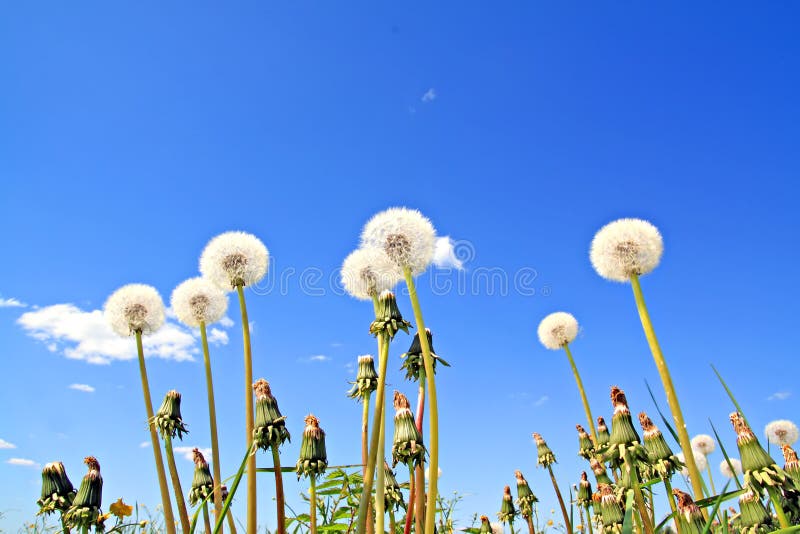 Dandelions on field