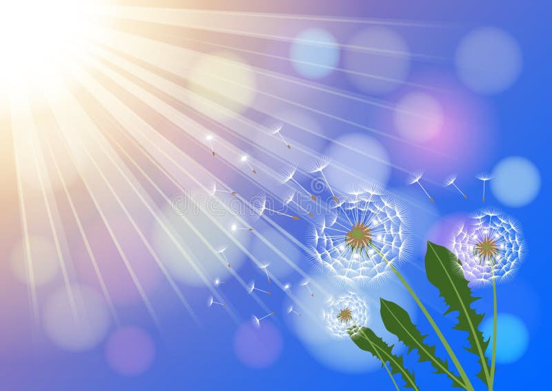 Dandelions with flying fluff on the blue sky and  sunlight background