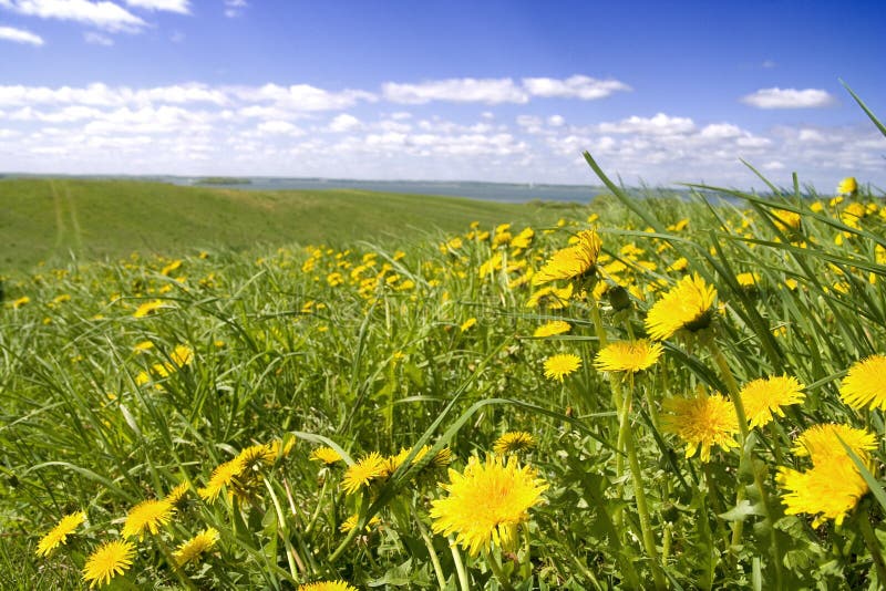 Dandelions, grass and sky