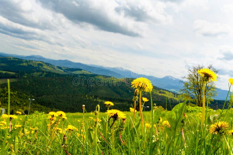 Dandelions in the mountains. Beautiful Glade in the mountains. Glade with flowers in the mountains