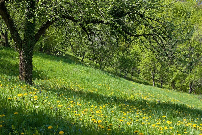 Dandelions in the orchard