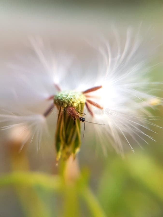 Dandelions ostatni dzień obraz royalty free Dandelions ostatni dzień obraz royalty free