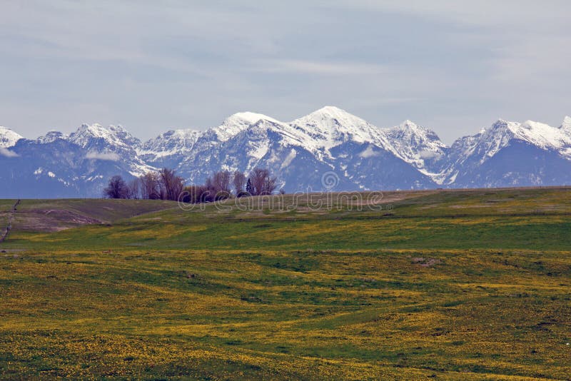 Dandelions and Snowy Mountains