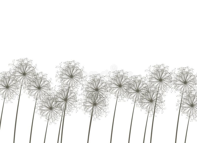 Dandelions on white background