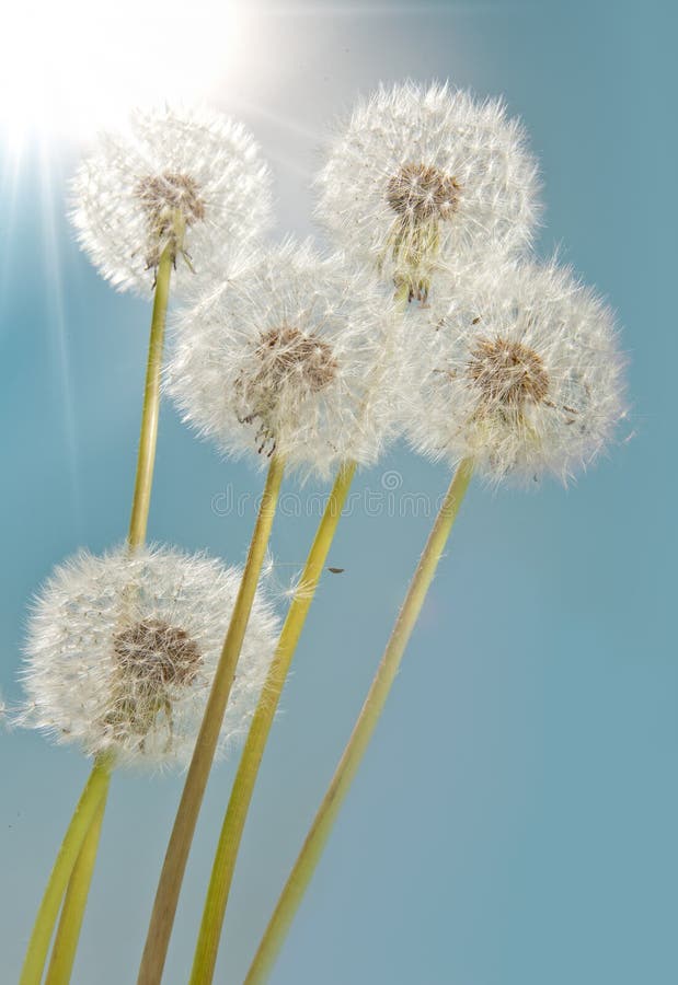 Dandelions światło słoneczne