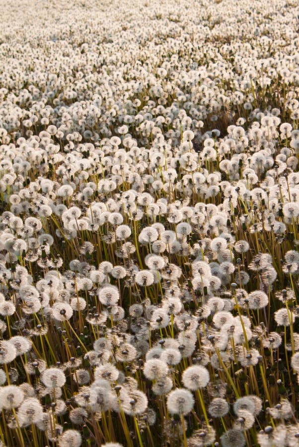 Dandelium field