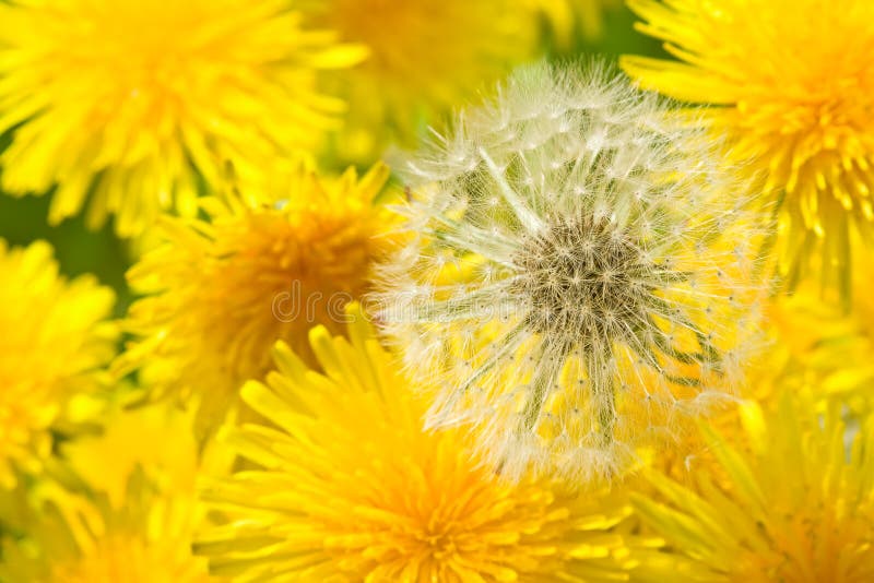 Dandellion flowers