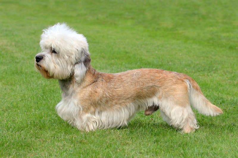 Dandie Dinmont Terrier on a Green Grass Lawn Stock Image - Image of ...