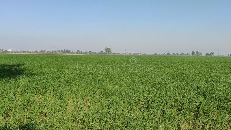 Dando ao sol Aahat sunai deti Hui vento natural para campos de trigo no estado de Haryana, na Índia