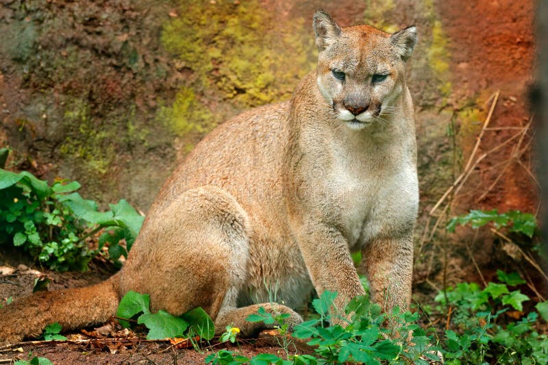 Cougar Sitting in the Green Forest. Big Wild Cat in the Habitat. Puma Concolor, Known As the Mountain Lion, Puma, P Stock Image - Image of concolor, close: 100106175