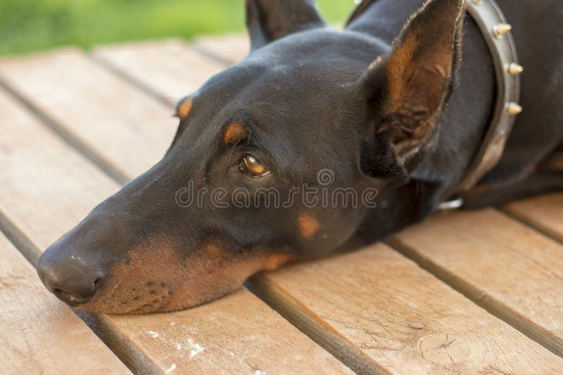 Are Dobermans Dangerous