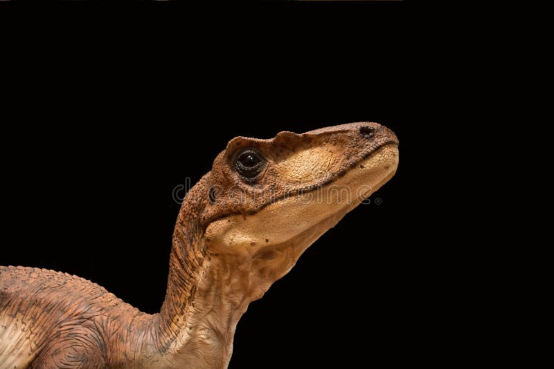 Portrait Of A Dinosaur Called Velociraptor On Black Background Stock Photo Image Of Biology Black Portrait Of A Dinosaur Called Velociraptor On Black Background Stock Photo Image Of Biology Black