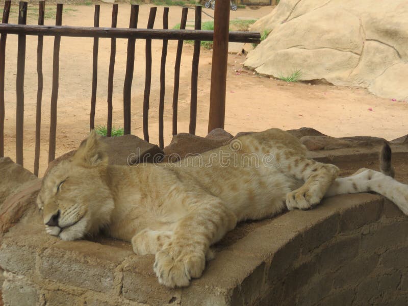 Danger. Predator. Big Five. Baby. Lion Cub looking so sweet and innocent while sleeping royalty free stock photos Danger. Predator. Big Five. Baby. Lion Cub looking so sweet and innocent while sleeping royalty free stock photos