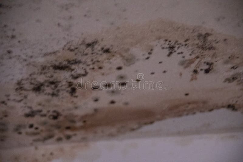 Black Mold on the House Walls Stock Photo Image of house, cracked