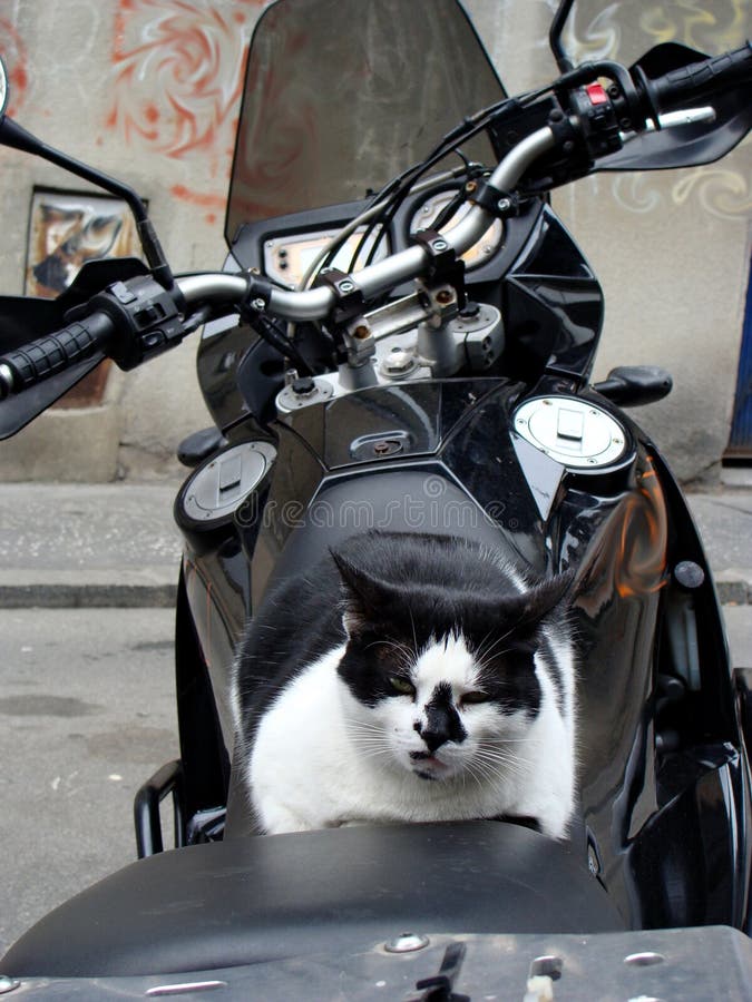 Dangerous cat on the bike stock image. Image of snoozes - 143375825