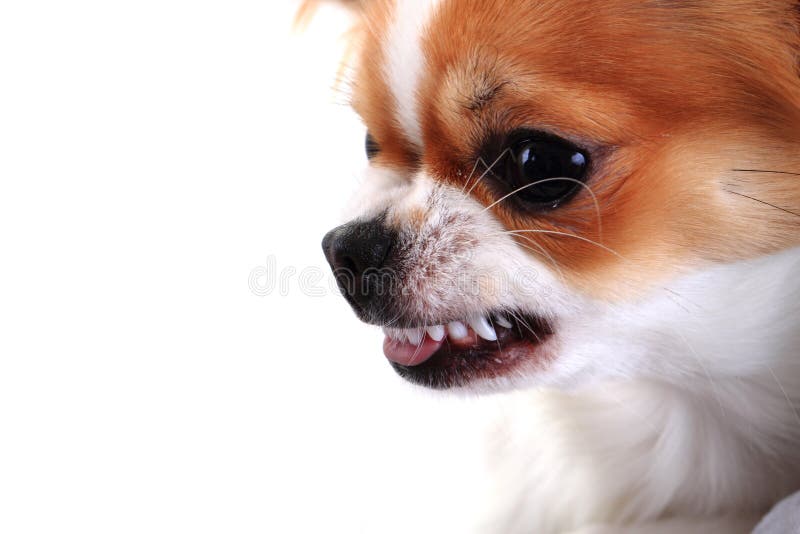 2 Angry Chihuahua Photos Free Royalty Free Stock Photos From Dreamstime