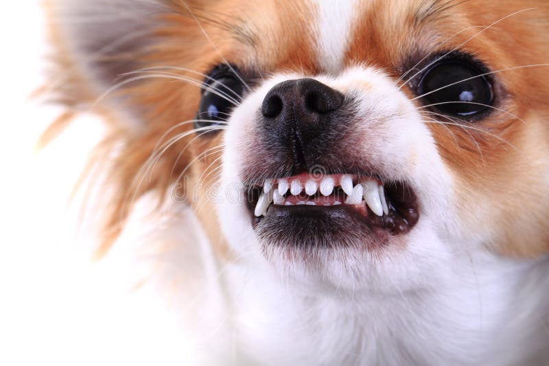 dangerous chihuahua face stock images