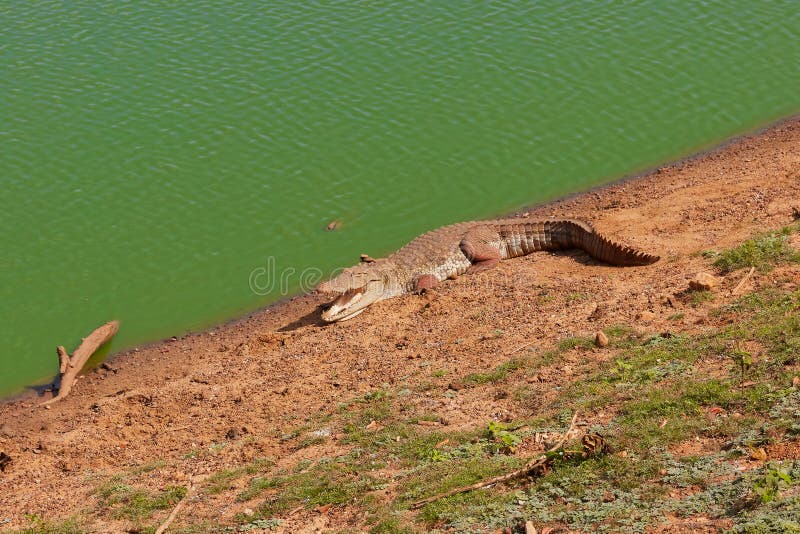 Dangerous Crocodile on the Green River Coast in Safari Park Stock Photo