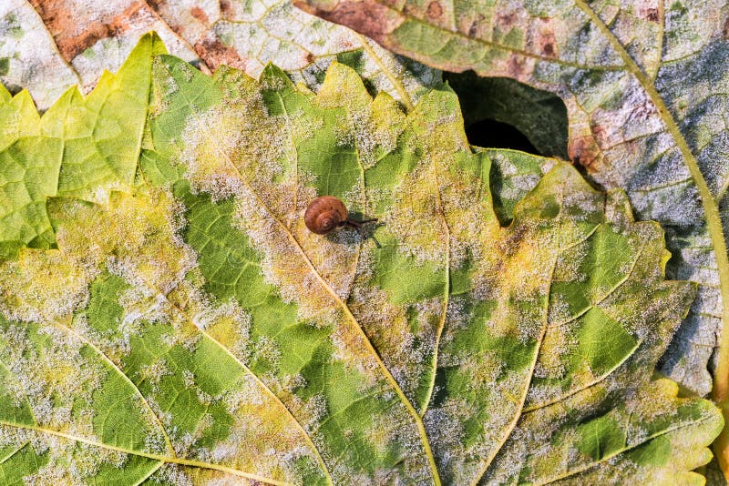 A Dangerous Disease Of Grape Mildew Downy Mildew Lat. Of Pla Stock