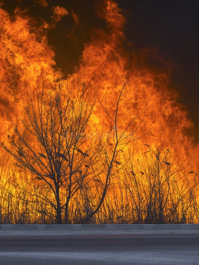 A Dangerous Fire Swept the Forest Near Road Stock Photo Image of