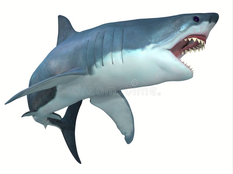 Dangerous Great White Shark vector illustration