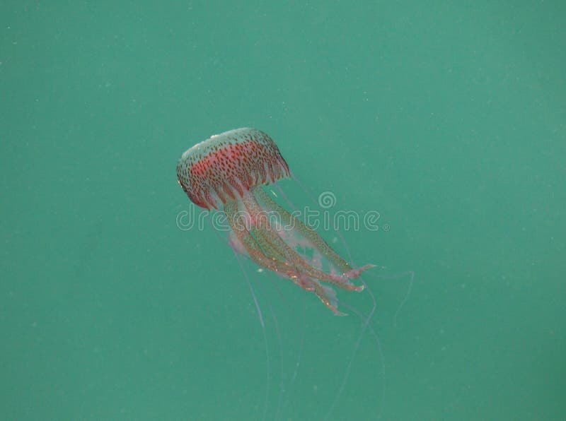 Dangerous jellyfish stock image. Image of medusa, marine 26175379