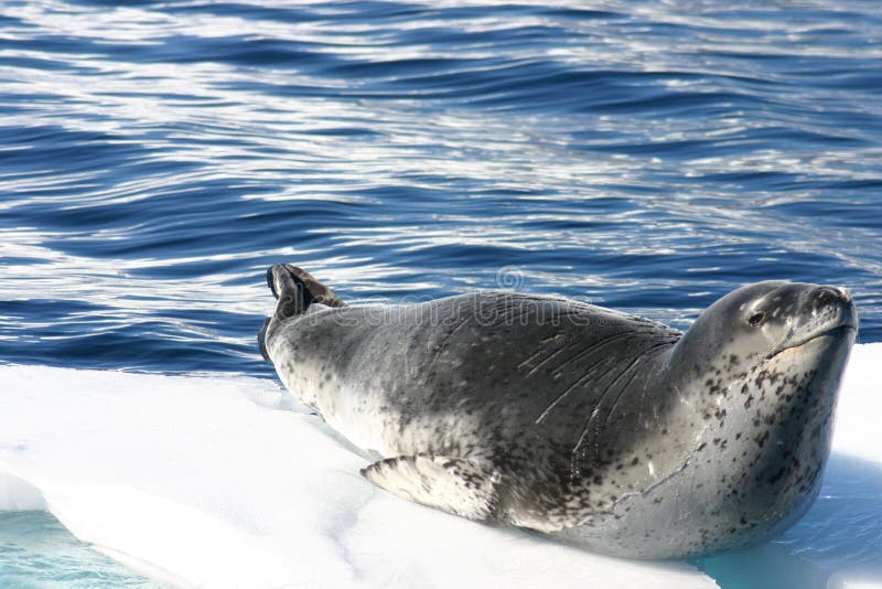 Dangerous leopard seal