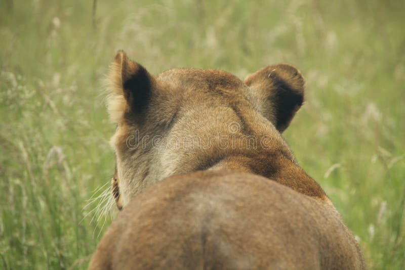 Lion Looking Back Towards Camera Stock Photo Image of majestic