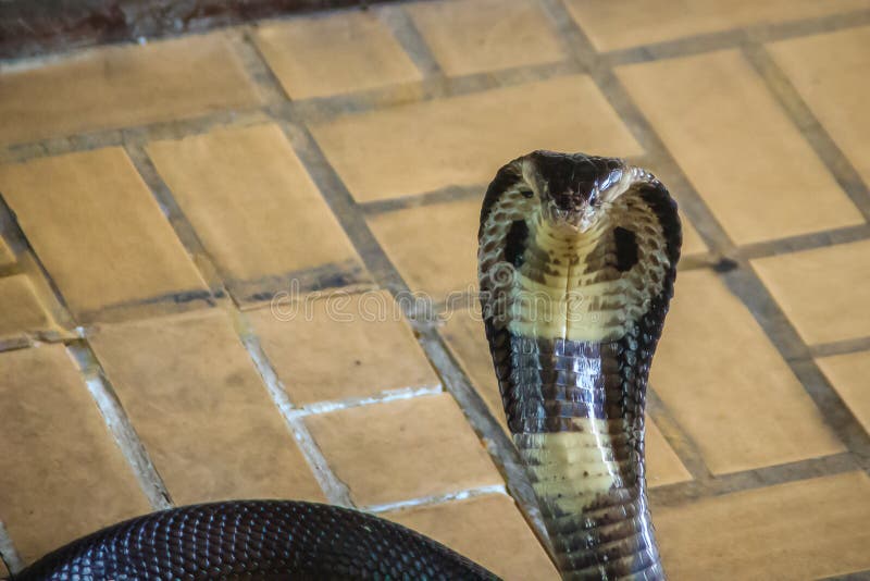 dream of moving into a house with lots of snakes dream of moving into a house with lots of snakes