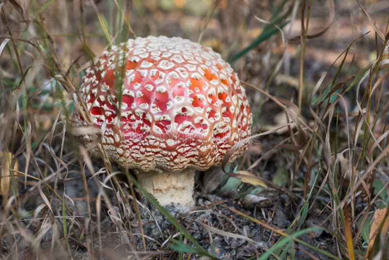 Dangerous mushroom stock image. Image of mushrooms, poison 89979267