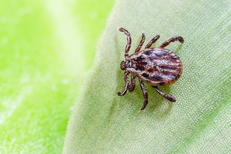 A dangerous parasite and infection carrier mite sitting on a green leaf stock photo A dangerous parasite and infection carrier mite sitting on a green leaf stock photo