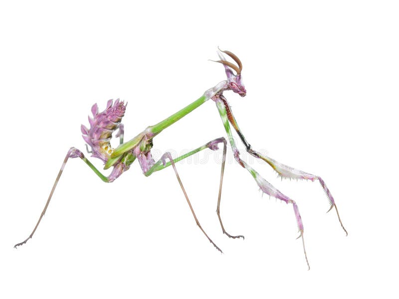 Dangerous predator mantis insect catches prey