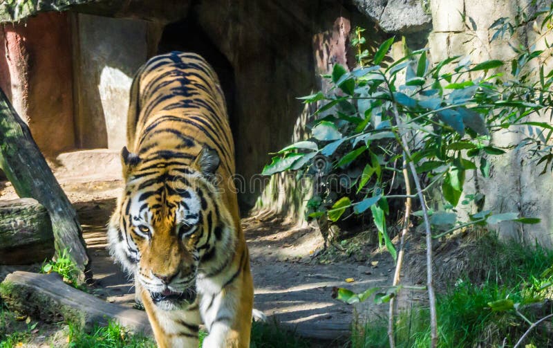 Dangerous Predator Tiger Walking Wildlife Animal Portrait Stock Image - Image of asia, nature: 129630585 Dangerous Predator Tiger Walking Wildlife Animal Portrait Stock Image - Image of asia, nature: 129630585