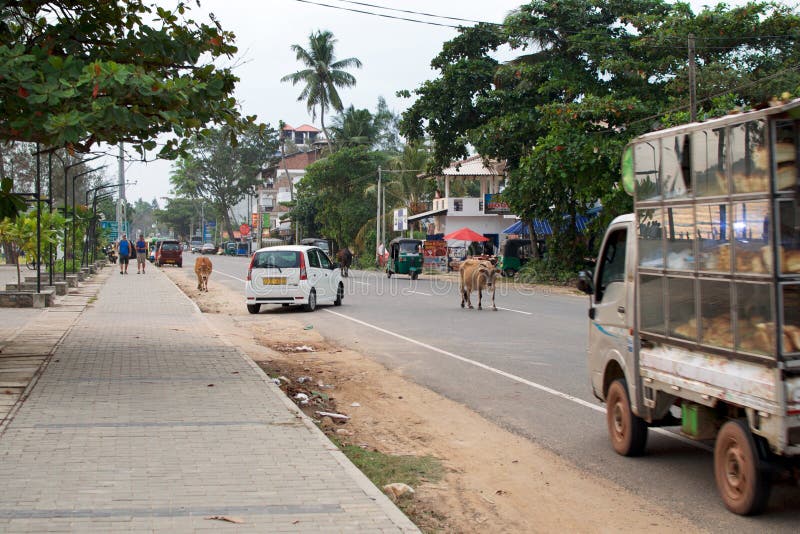 Dangerous situation - cows randomly cross road among traffic cars. Ordinary day in Indian city. royalty free stock photos Dangerous situation - cows randomly cross road among traffic cars. Ordinary day in Indian city. royalty free stock photos
