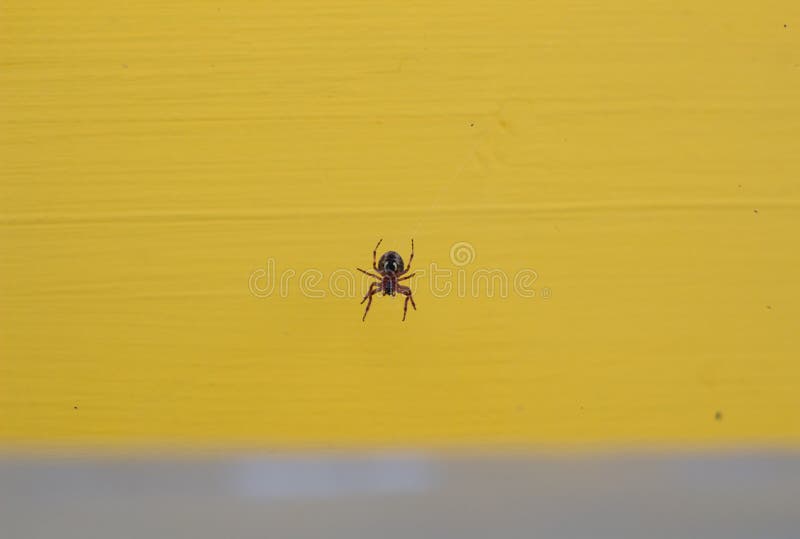 Dangerous Spider in a  on a Yellow Background Stock Image Image of
