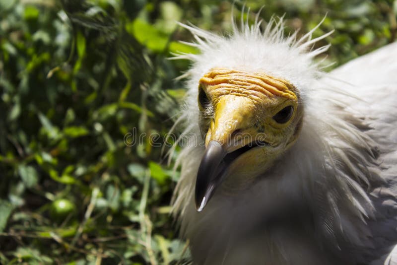 Dangerous wild bird in a zoo stock photo
