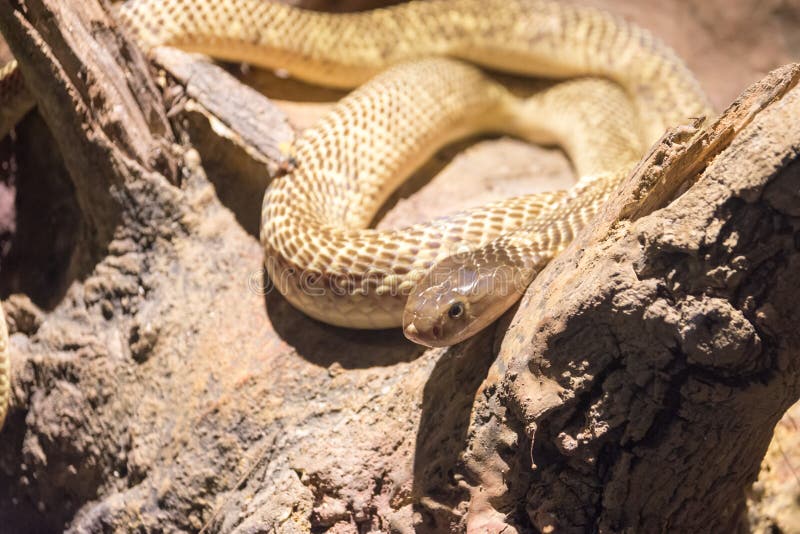 Dangerous wild snake stock photography