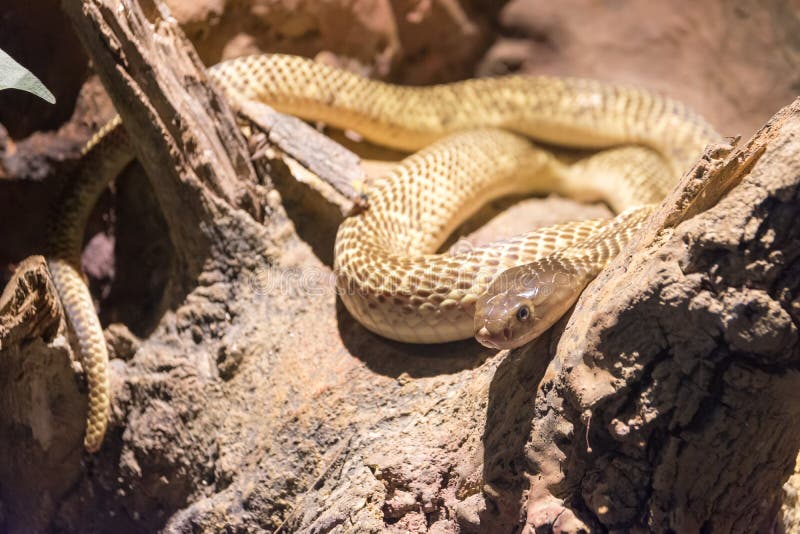Dangerous wild snake royalty free stock images